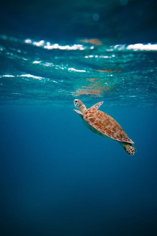 Sea Turtles at Playa Junquillal: When and How to See Them from a Beachfront Villa